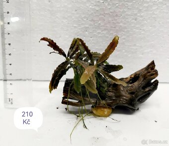 Bucephalandra - 6