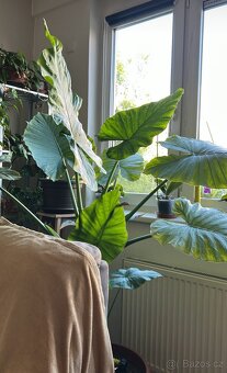 Alocasia Macrorrhiza (sloní ucho) - obří rostlina - 6
