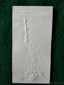 Prodám originální novoročenky, PF Olbrama Zoubka od 12000 - 6