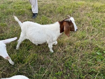 Na prodej – Zdraví kozlové (Boer kříženci) 🐐 - 6