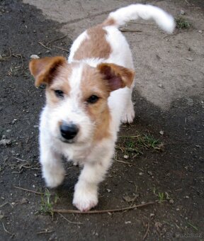 Výhodné: Jack Russell teriér – 5měsíční pejsek s PP k odběru - 6