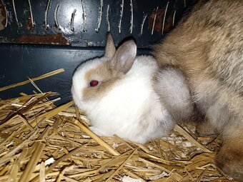 Zakrslý králík - 6