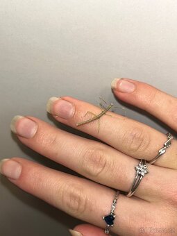 Daruji Pakobylky - 6