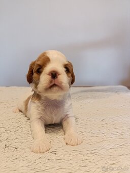King Charles španěl (spaniel) - štěňata s PP - 6