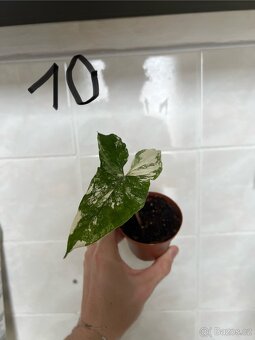 Syngonium variegata - 6