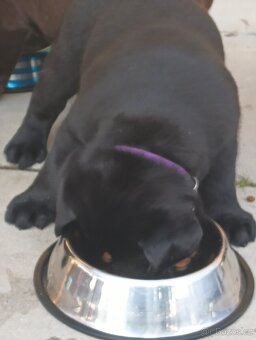 Labradorský retrívr - 6