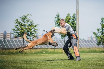 Belgický ovčák - malinois FCI - 6