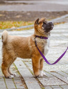 Americká akita s pp - 6