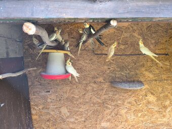 Prodám andulky a korely - 6