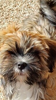 Prodám štěňátka Lhasa Apso (malé společenské plemeno) - 6