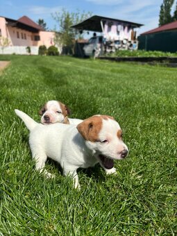 Jack russel teriér - 6