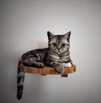 BRITSKÁ KOŤATA WHISKAS BEZ PP - 6