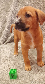 Kříženci – retrívr x labrador x ridgeback x stafford - 6