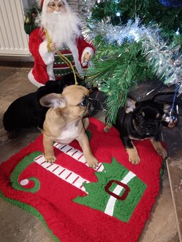 Francouzský buldocek - 6