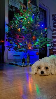 Štěňátka maltézský psík - 6