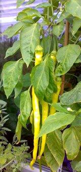 Nepálivá paprika "beraní roh" Spiralus - dvojice sazenic - 6