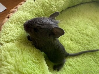 Osmák Degu - 6