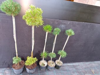 Prodám thuje smaragd - 6