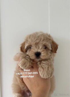 Maltipoo Caramel male Boon ‼️1900€ - 6