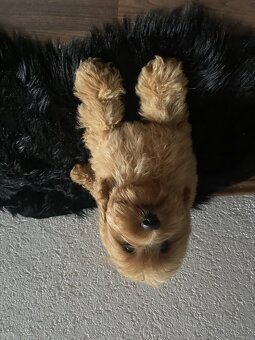Cockapoo - 6