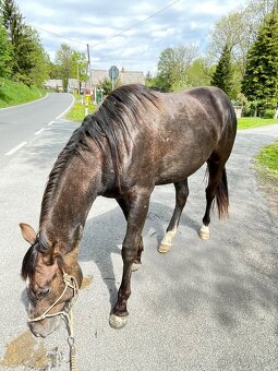 Quarter horse hřebec 2 roky - 6