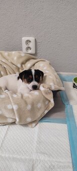 Štěňátko Jack Russell - 6