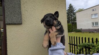 Nemecky ovcak kratkosrsty - 6