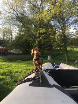 Jezečík ke krytí - 6