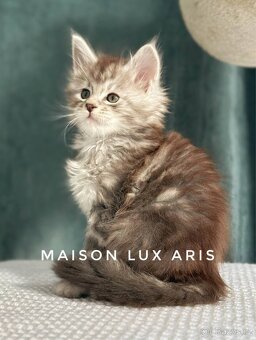 CHS nabízí k rezervaci koťátka Mainské mývalí kočky s PP. - 6