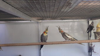 Korely, chovné páry. - 6