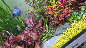 Akvarijní rostliny - 6