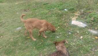 Fenka a její štěňata - 6