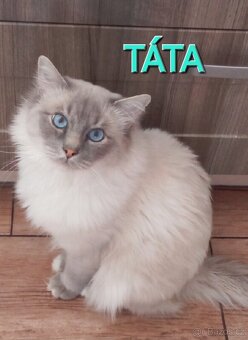 Ragdoll holčička blue bicolor k REZERVACI - 6