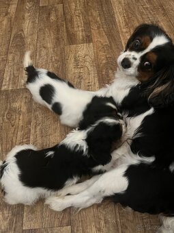 Kavalír king charles Španěl - 6