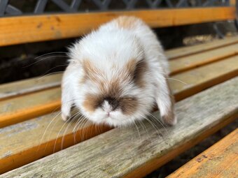 Mláďata mini lop králíčci - 6