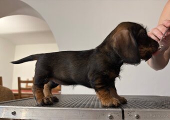 Jezevčík drsnosrstý - 6