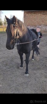 Wpbr/QH pony 9 let - 6