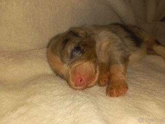 Australský ovčák s PP - 6