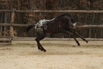 Black Pintaloosa SND Maxie - 6
