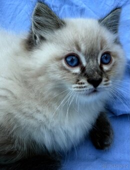 Ragdoll koťata - 6