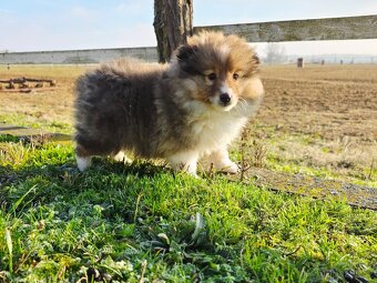 Sheltie/Šeltie - 6