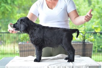 Flat Coated Retriever - štěňata 2+1 - 6