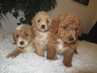 Maltipoo štěňátka - 6