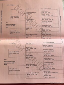 Shire horse 2 kobyly - 6
