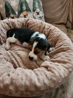 Štěňata bigla - 6