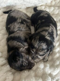 Jorkširský teriér Black-blue Biewer - 6