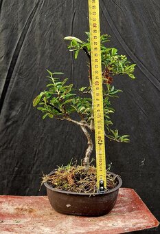 Bonsai, Bonsaj - Hlohyne 2 - 6