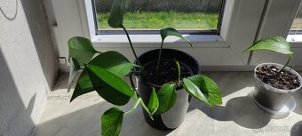 Pokojová rostlina Epipremnum/šplhavnice/pothos - 6