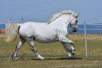 Fellský pony - top klisna - 6