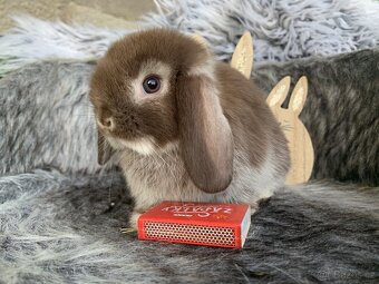 ❤️❤️Minilop Kralicek Beránek mimi k rezervaci - 6